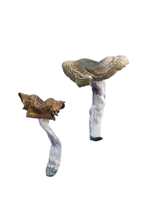 F+ Magic Mushrooms
