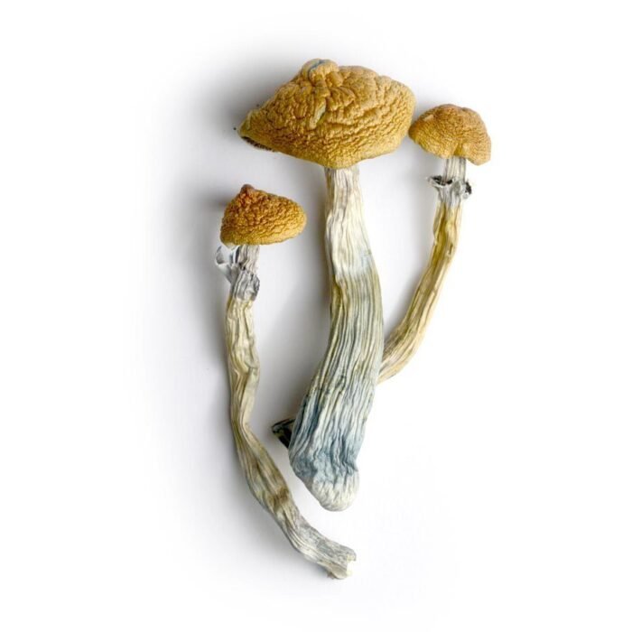 Hillbilly Cubensis Mushrooms