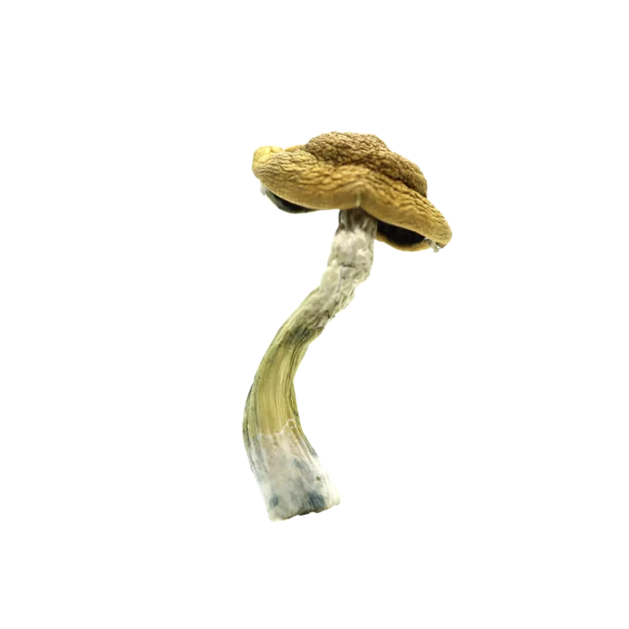 Amazonian Mushrooms